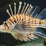 Découvrez les secrets de la rascasse : un poisson marin étonnant