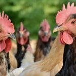 Distinguer poulet et volaille : clés pour une meilleure compréhension