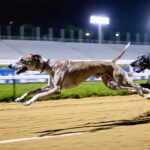 L’importance cruciale de la stratégie de départ dans les courses de chiens