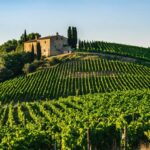 À la découverte des vins de vignaioli : plongez dans l’univers des vignerons de la péninsule italienne