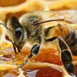 Les meilleures astuces pour préserver la qualité de votre miel