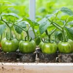 Quel est le nombre de plants de tomate que l’on peut cultiver dans une serre de 6 m² ?