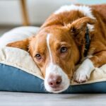 Guide pratique : Comment sélectionner le panier idéal pour votre chien en fonction de sa taille et de ses besoins spécifiques ?