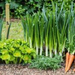 Guide pratique pour réussir la plantation de poireaux