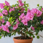 Renaître un bougainvillier : Guide de renaissance et de soins