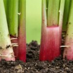 Combien de temps peut vivre un plant de rhubarbe ?