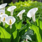 Quand et comment transplantater un arum pour assurer sa floraison optimale ?