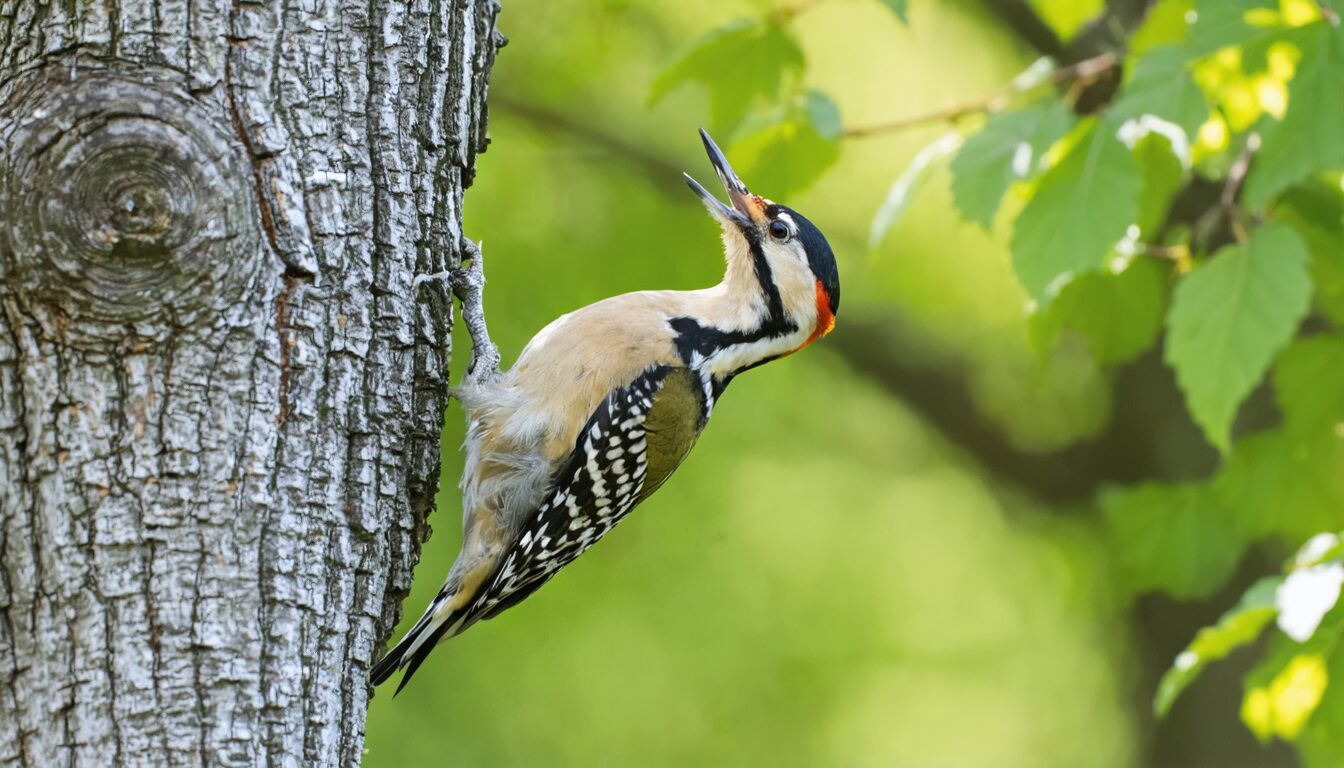 découvrez la signification de la visite d'un pivert dans votre jardin et ce que cet oiseau fascinant peut révéler sur votre environnement et votre chance.