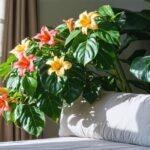 Les clés pour entretenir un dipladénia en intérieur et le garder éclatant toute l’année