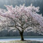 Les inconvénients méconnus de l’arbre de Judée : ce qu’il faut savoir avant de l’adopter
